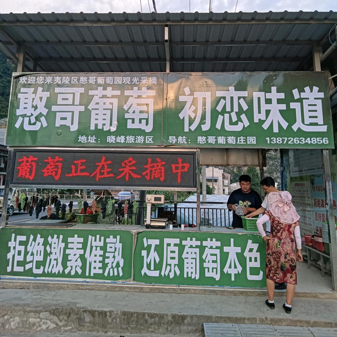 新坪憨哥葡萄