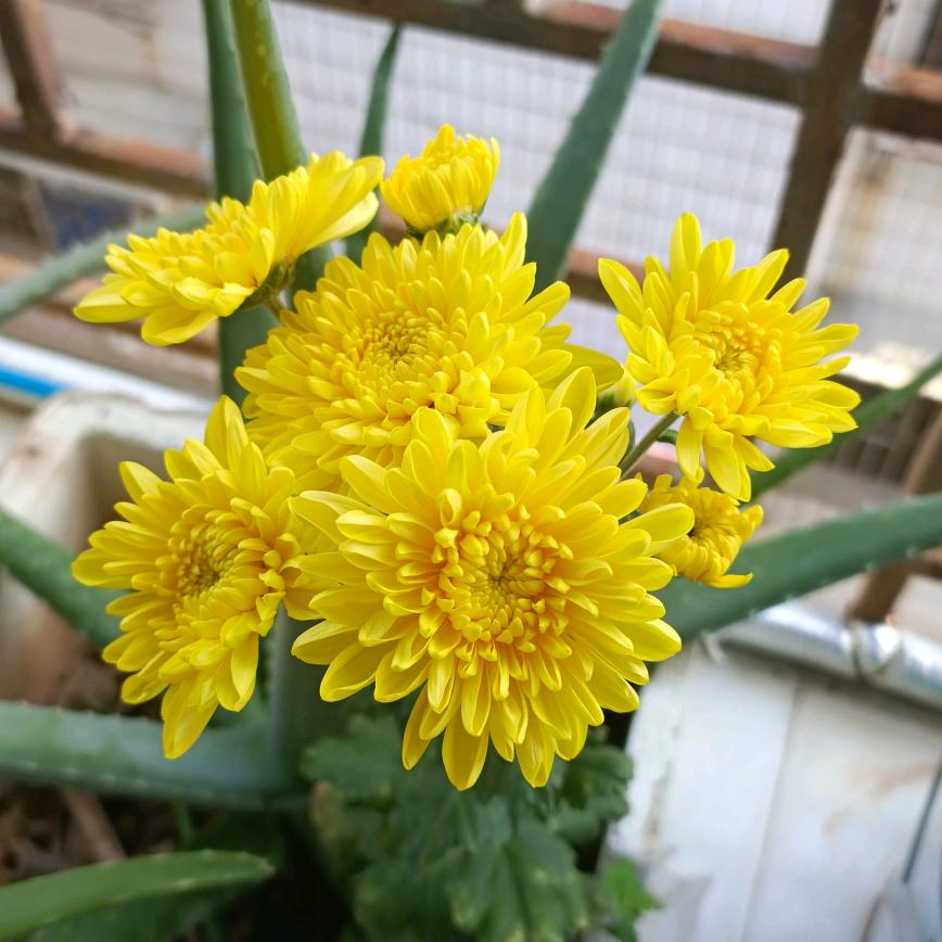 菊花正香