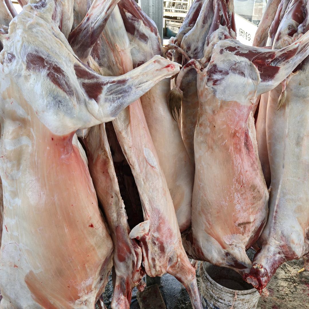 鲜羊肉烤全羊专供，羊汤火锅羊肉专供