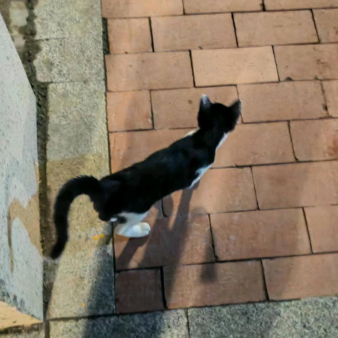 贺氏家族小成员