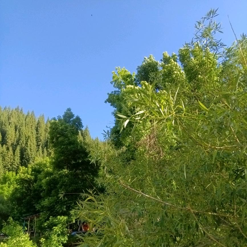 烤匠毛哥