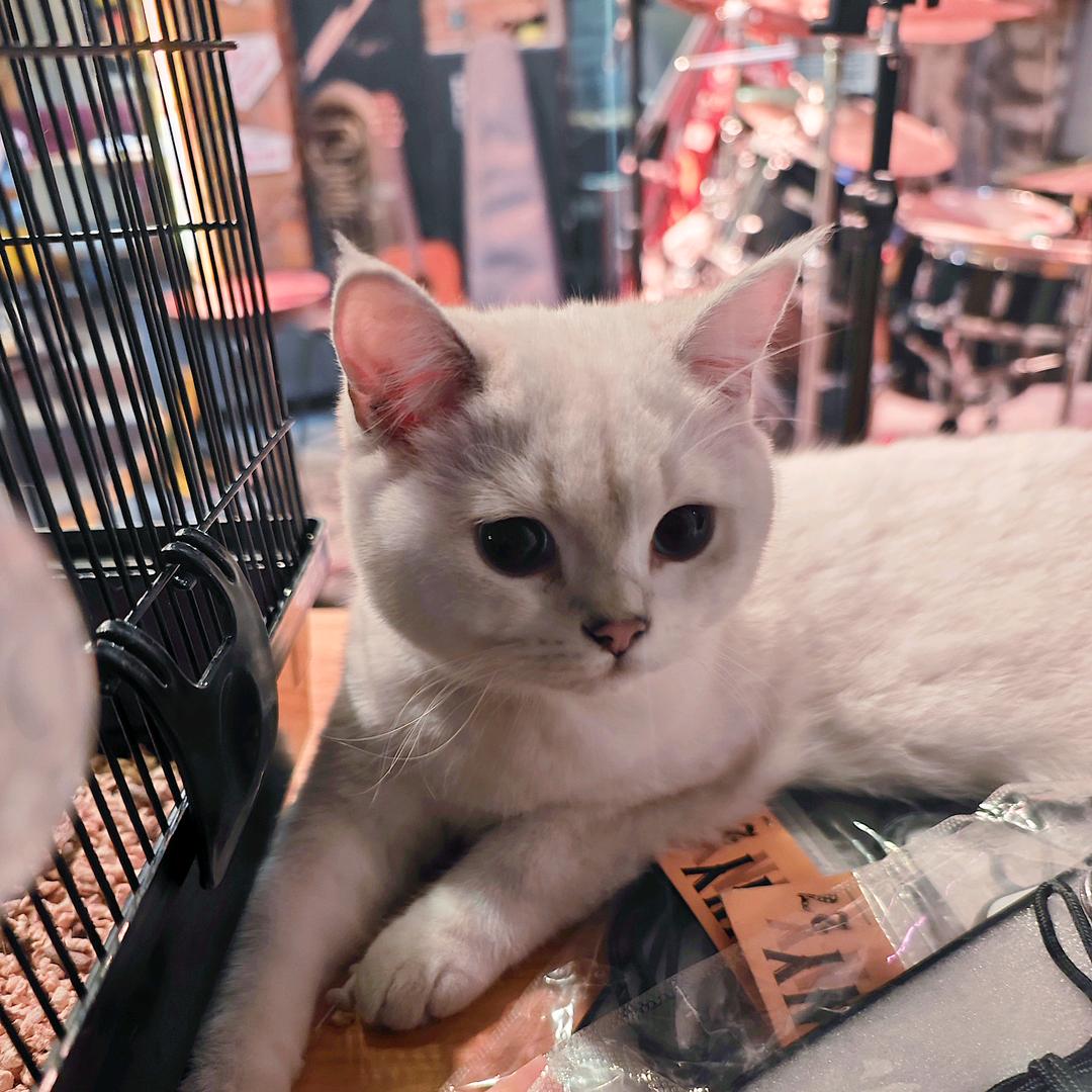 IFBB BRO奶油火鸡面