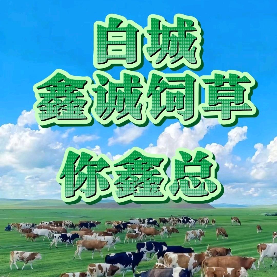 白城鑫诚饲草
