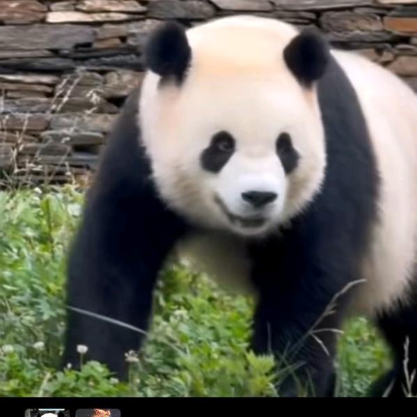 咚咚聆音