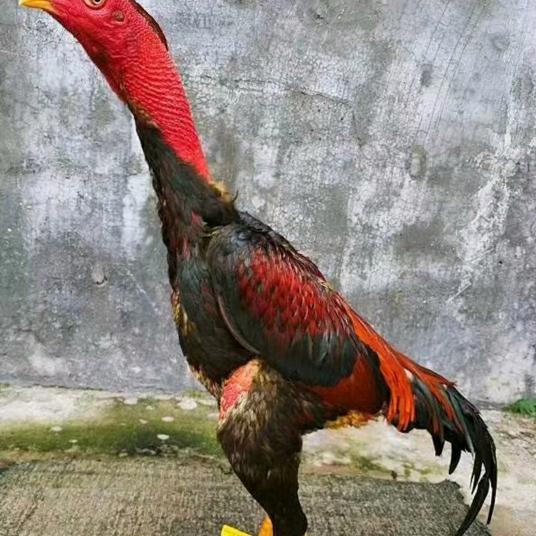 开封，斗鸡，养殖