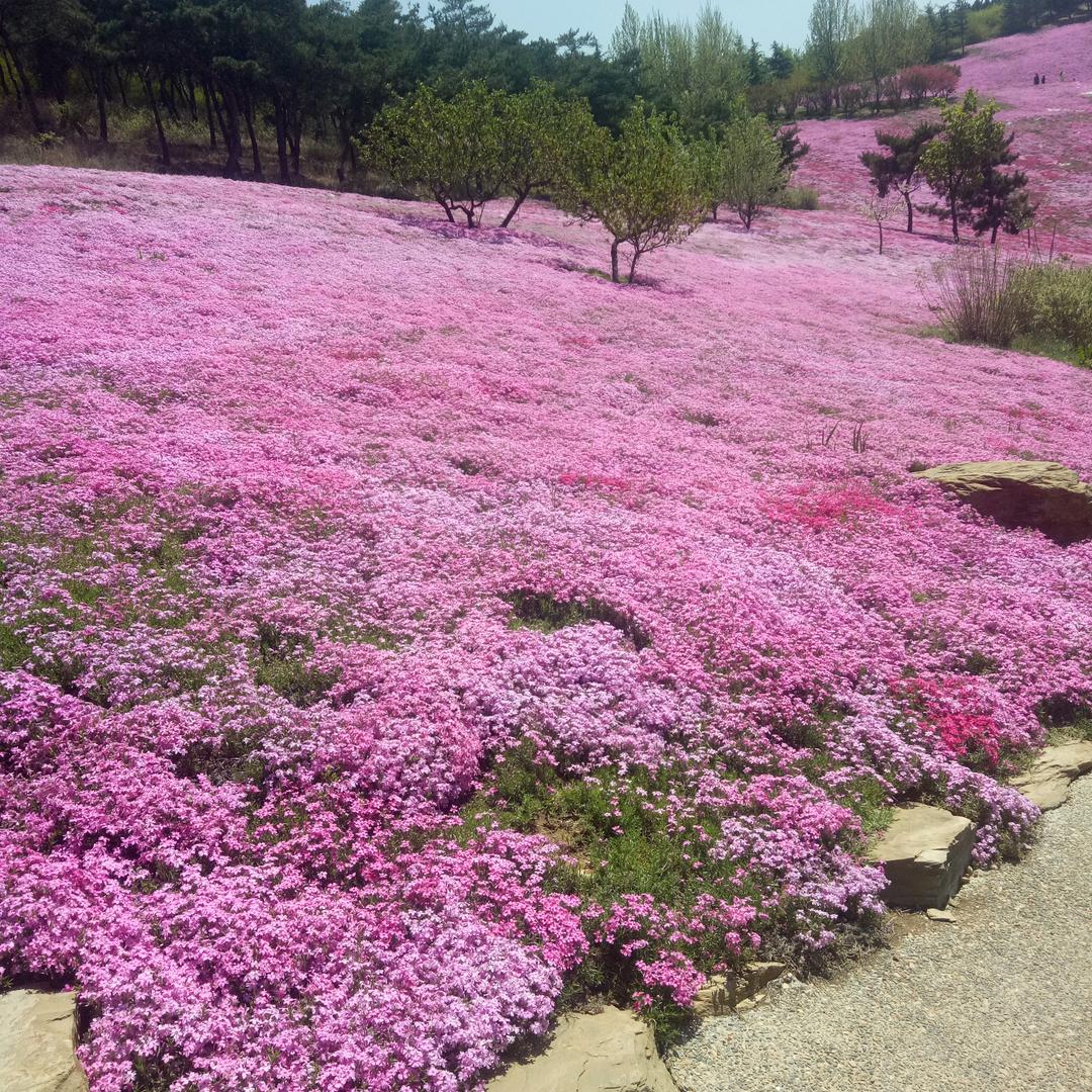 用户311004465丽梅