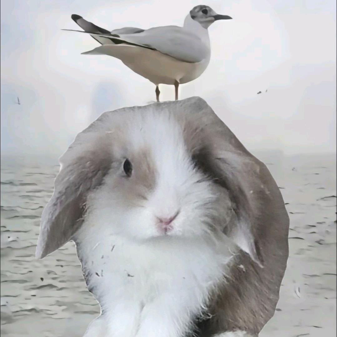 橙子