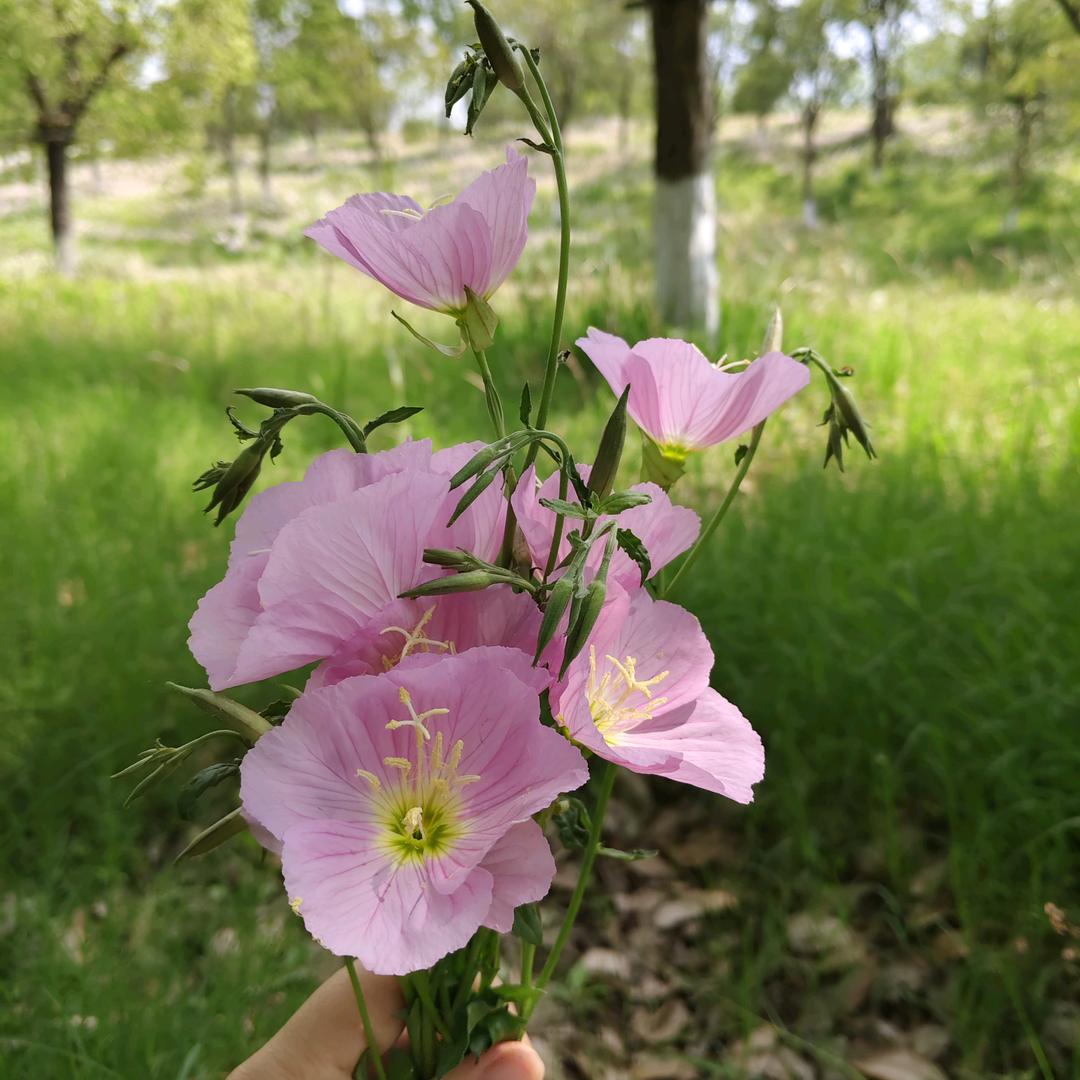 婷婷在监利哈佛