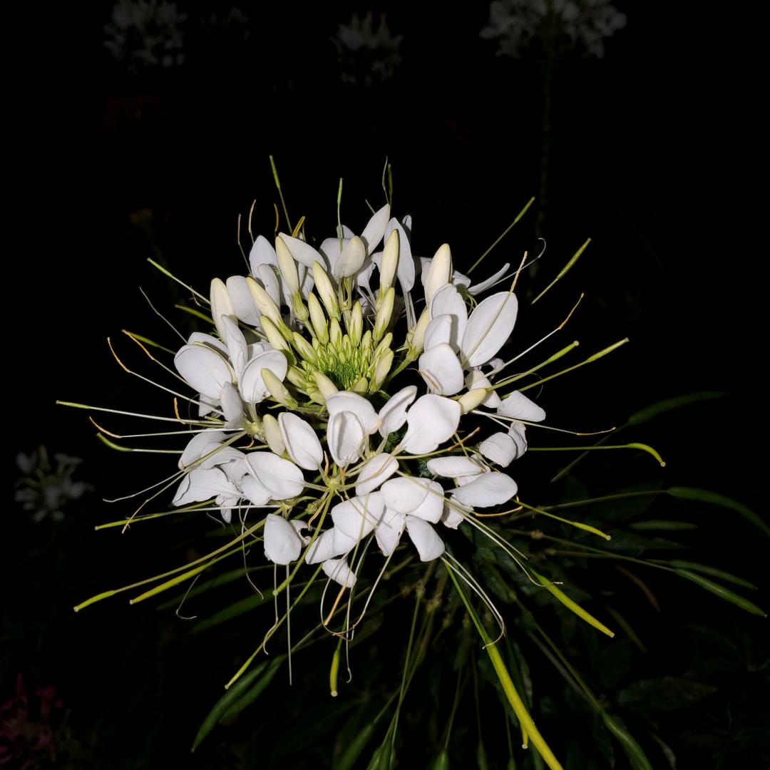 芭布睿窗帘店官方号