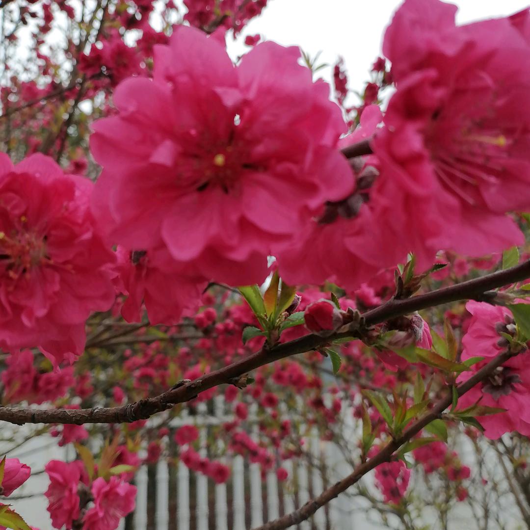 平田新村