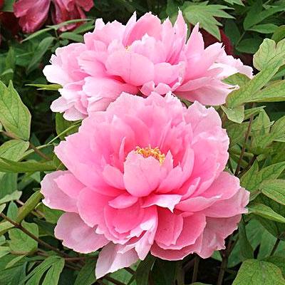 天天开心每一天