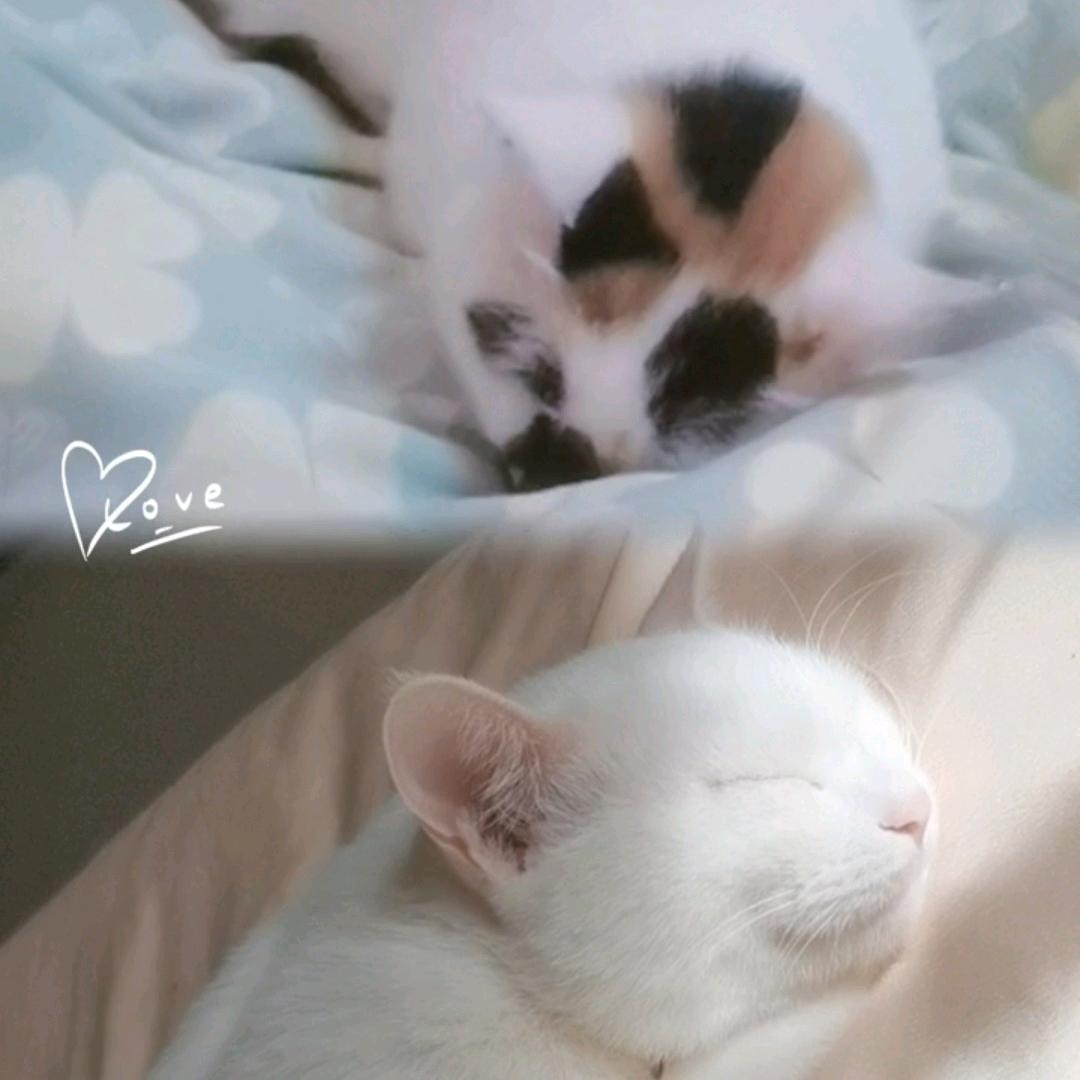 #小猫日记