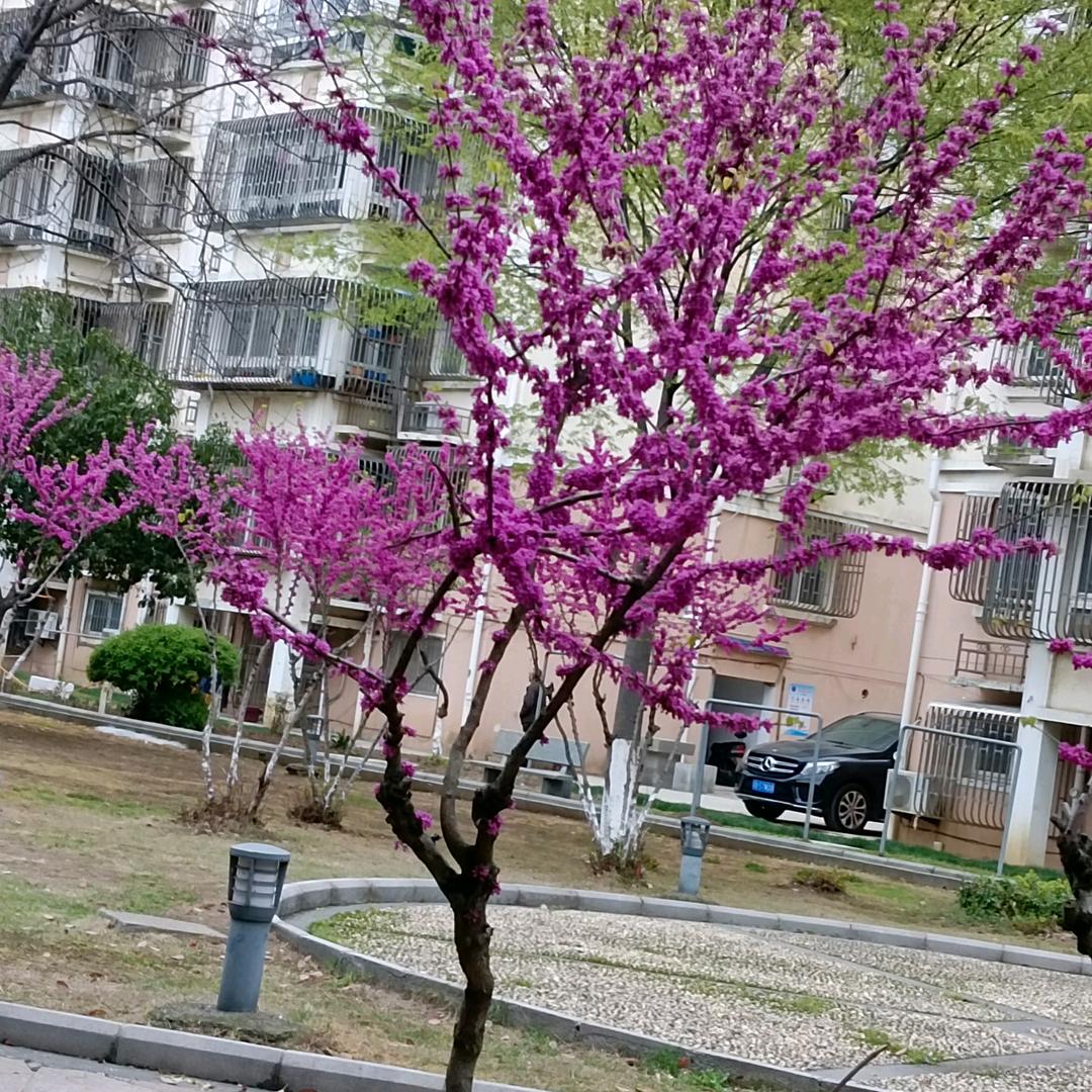 飞艳