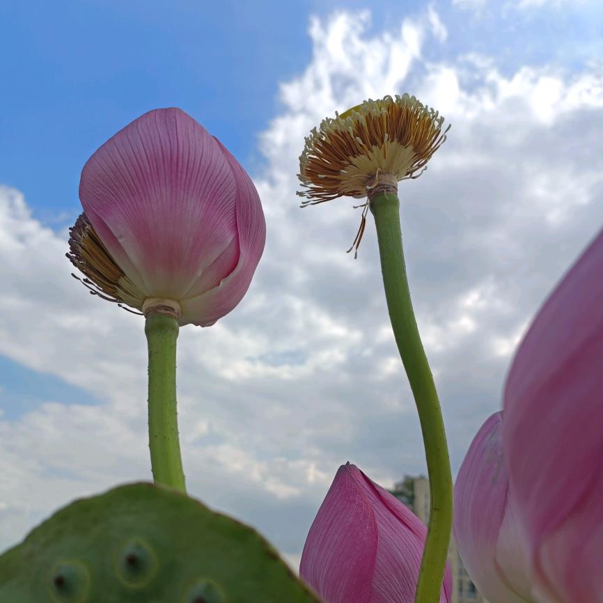 七宝莲（止语）