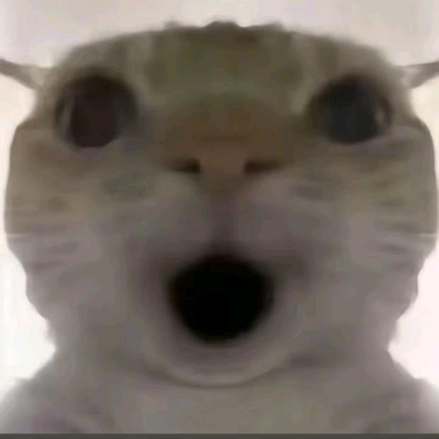 飞鼠鼠