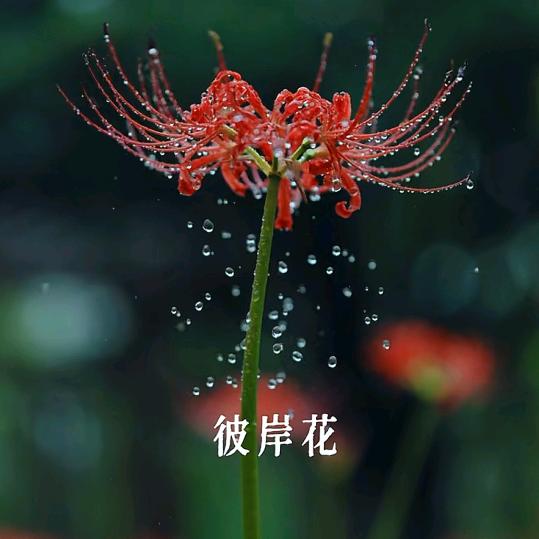 坚强心强