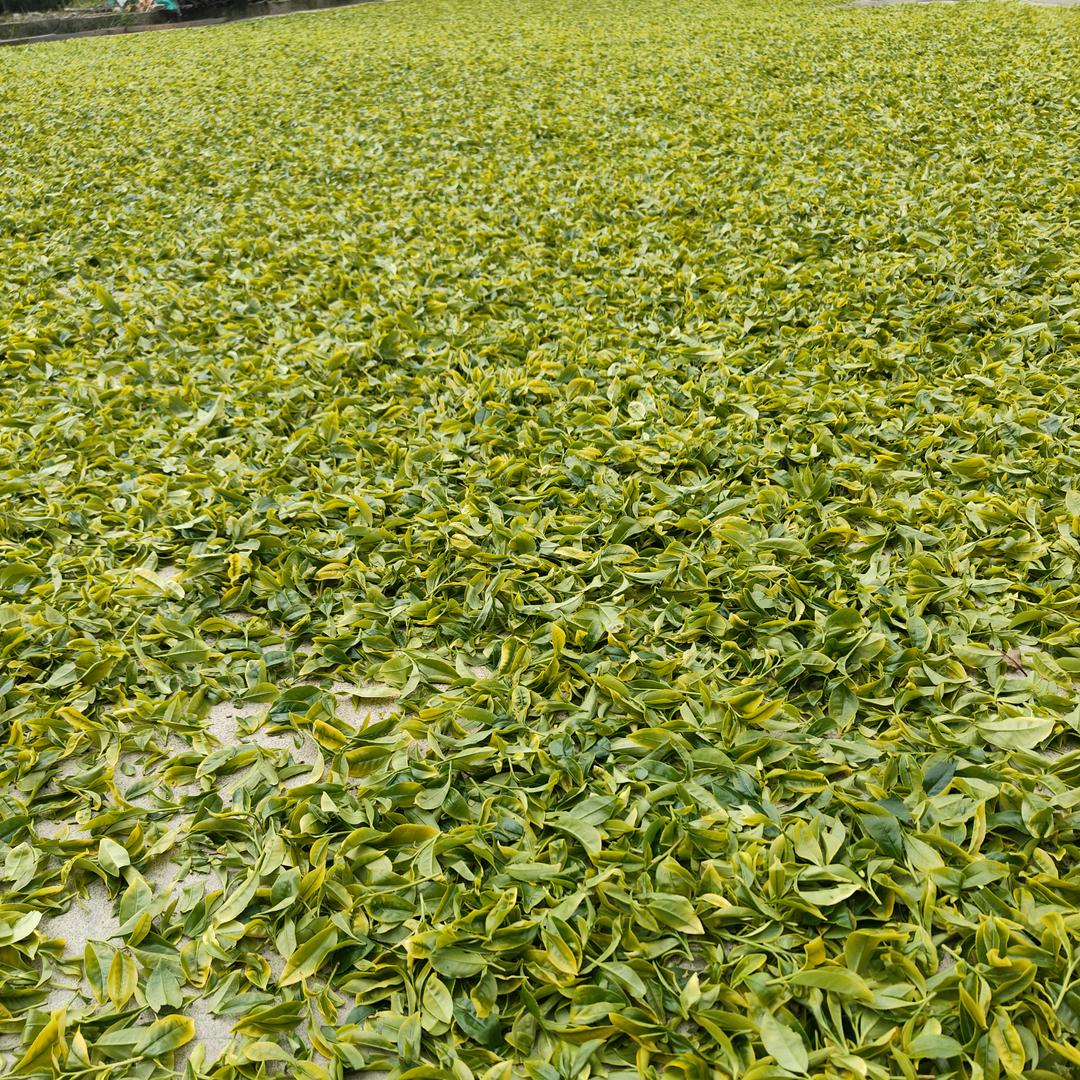 橘子茶厂