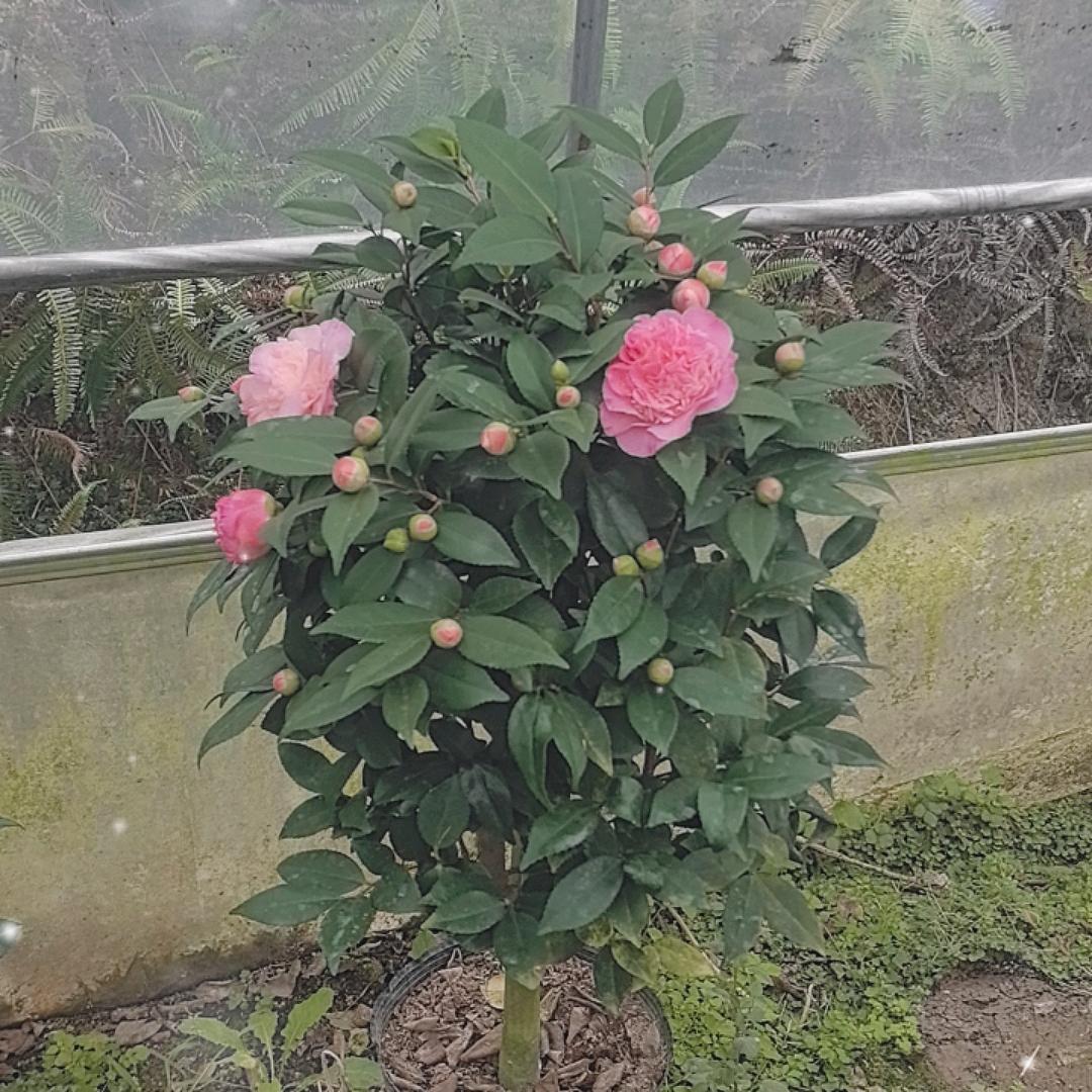 天钦园艺场