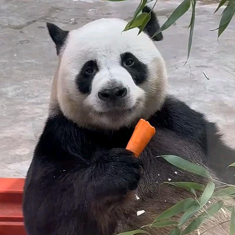 马集川渝火锅慧慧