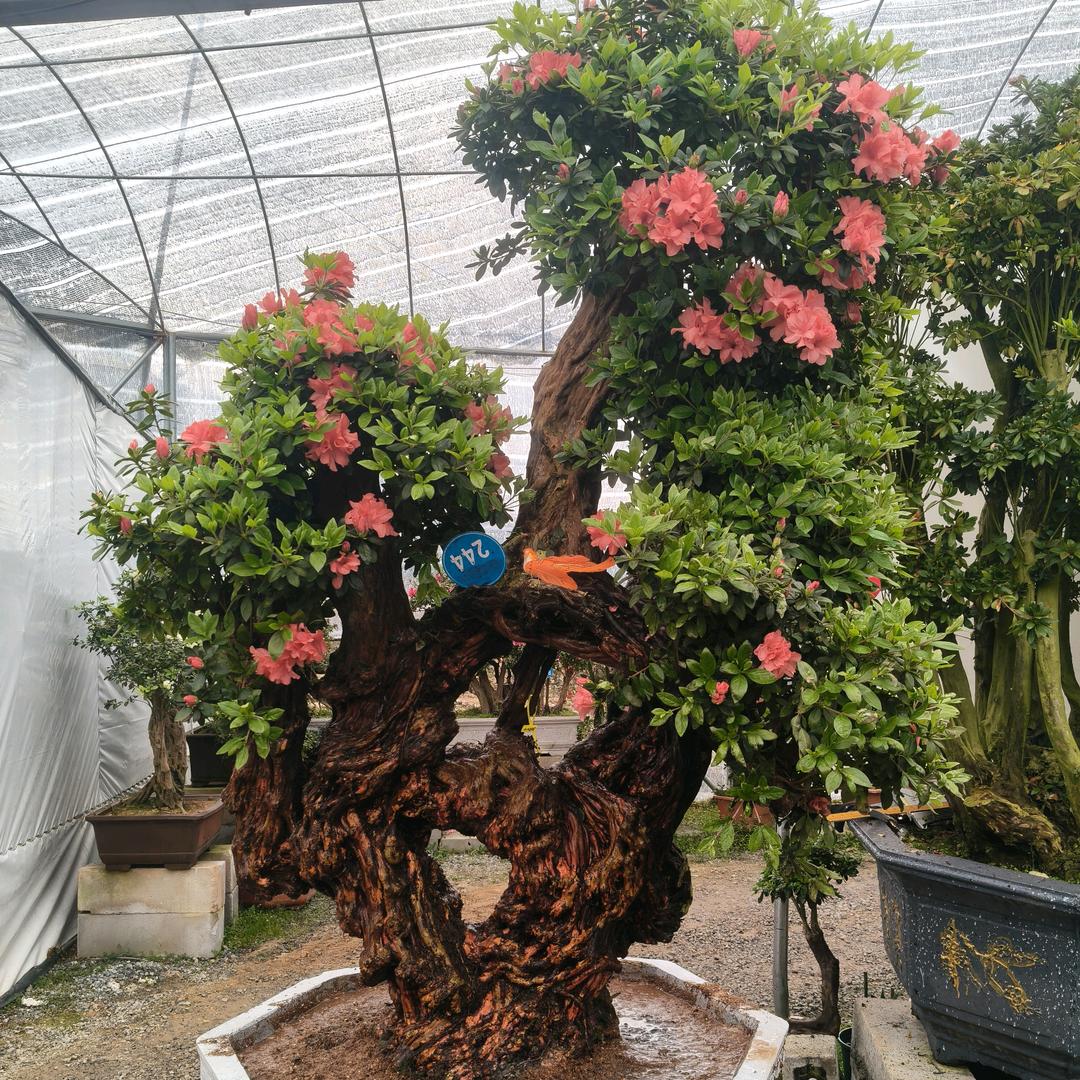 熙桩园老桩盆景