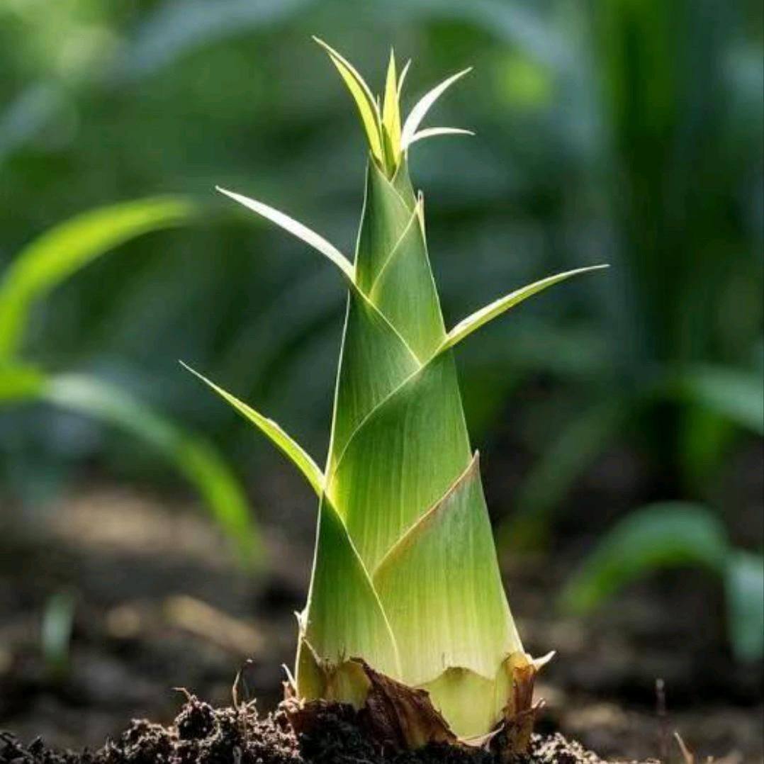 🥀এ时来🌹ꦿ运转🌹