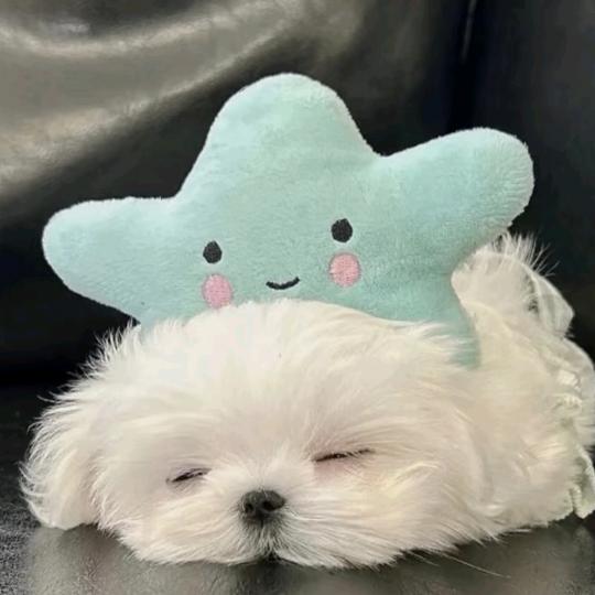意颗星
