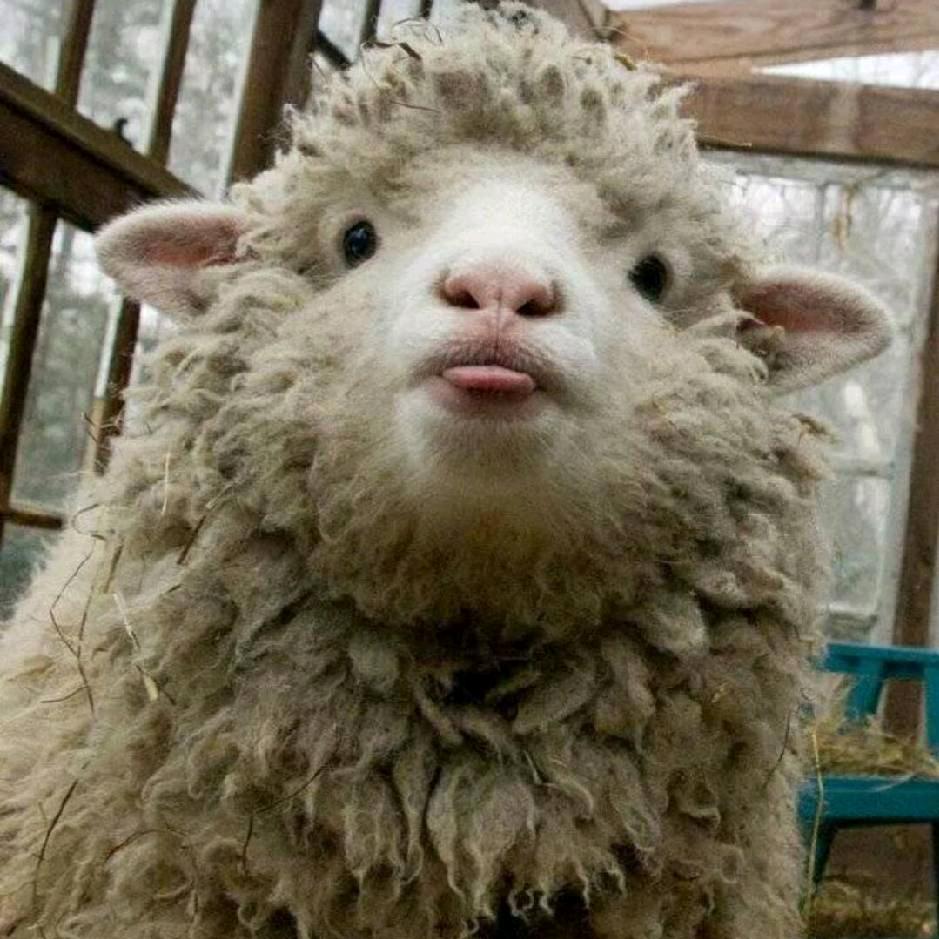 ☞纹胸☞野小羊🐏🐏