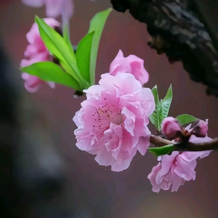 乔七