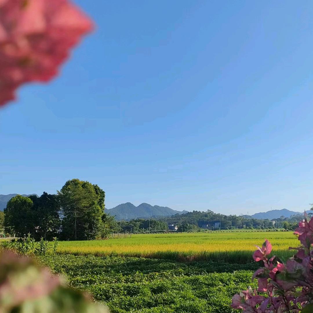 向日葵的花语