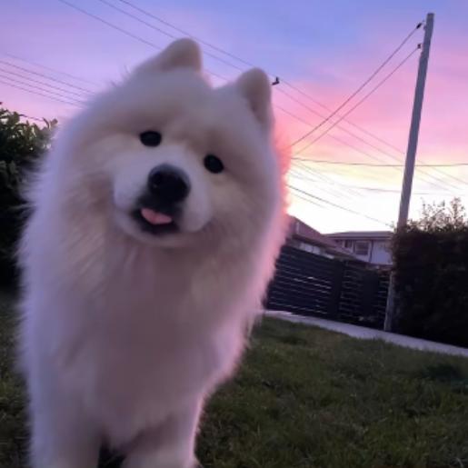 zzz₍˄·͈༝·͈˄*₎◞ ̑̑