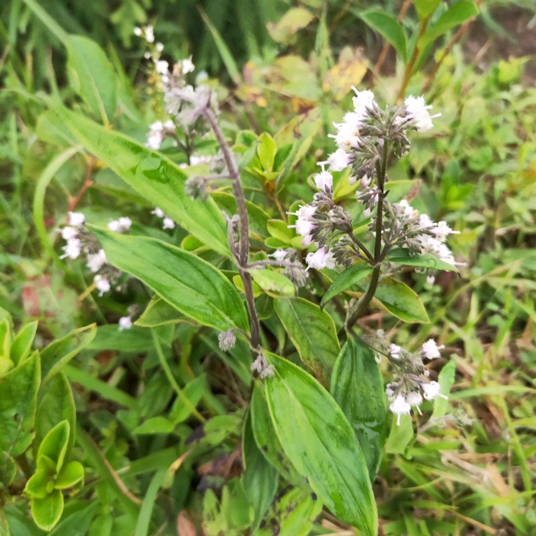 清肤护理供应链