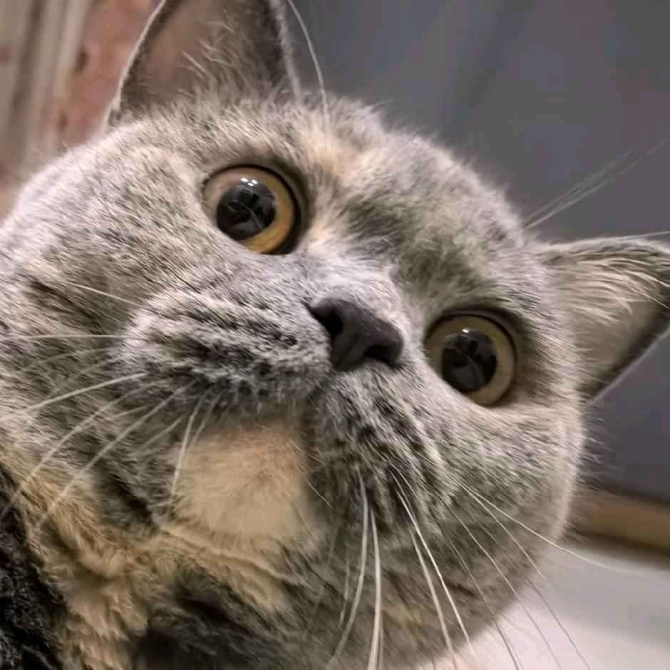 叫我大脸猫🐱