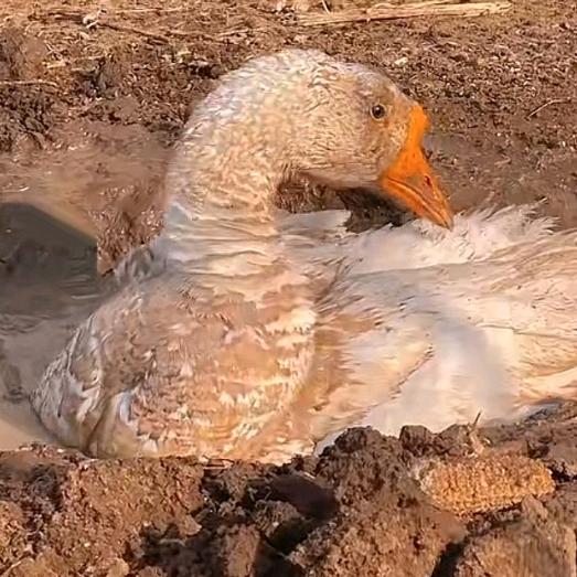 真的是泥鸭.𝓡𝓾𝓪