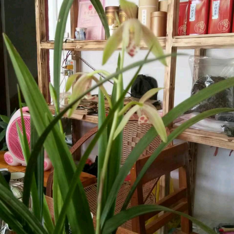 醇香六堡茶