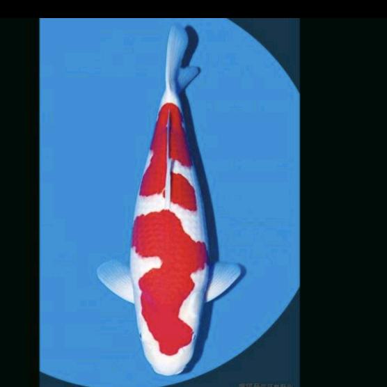 石河子锦鲤沈哥