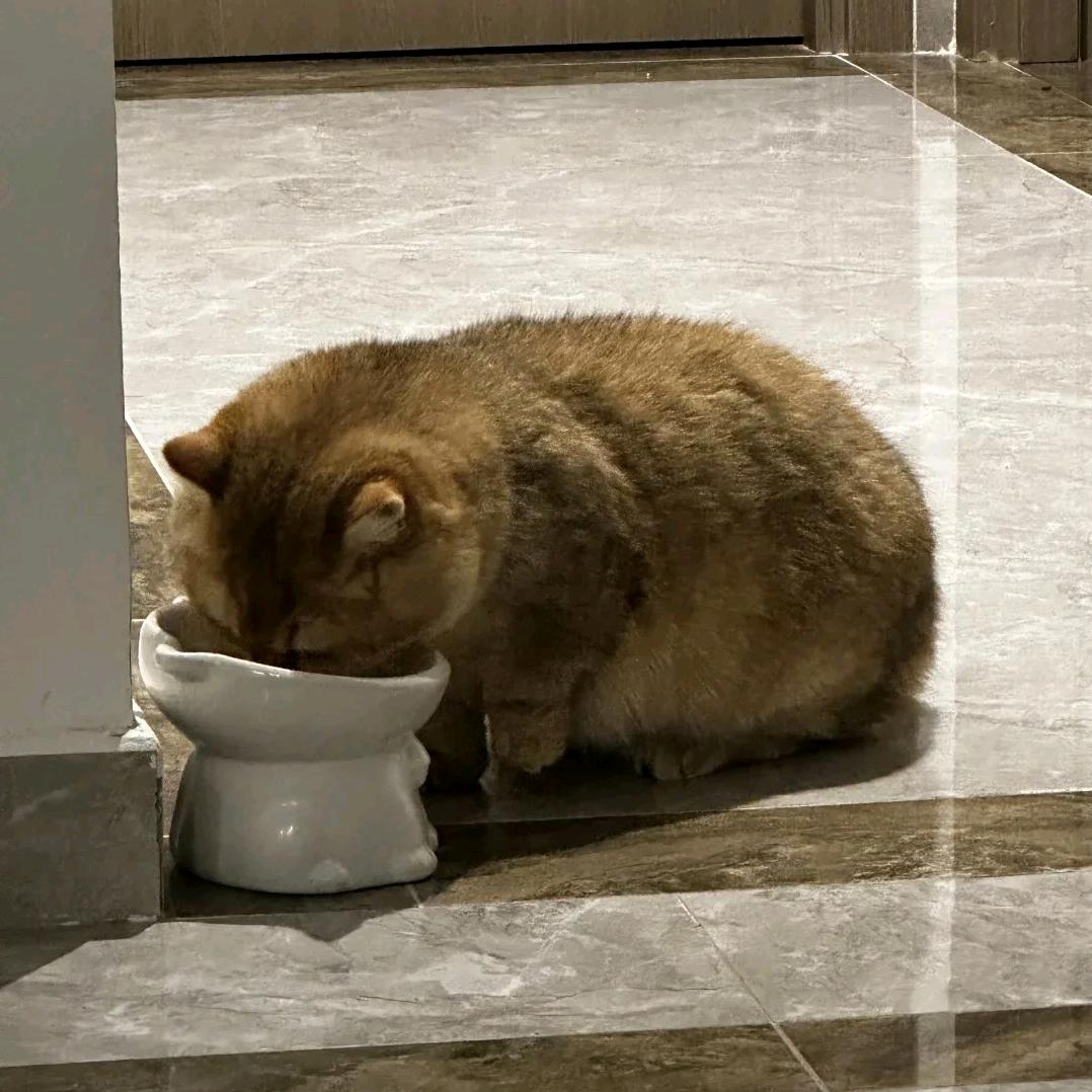 团团不爱吃