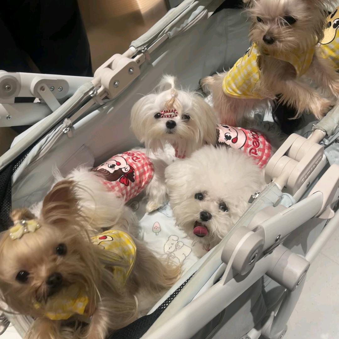 想养只大胖狗取名叫蒜头