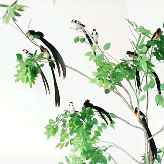 金豆荚