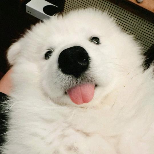 咸鱼味的bajiao