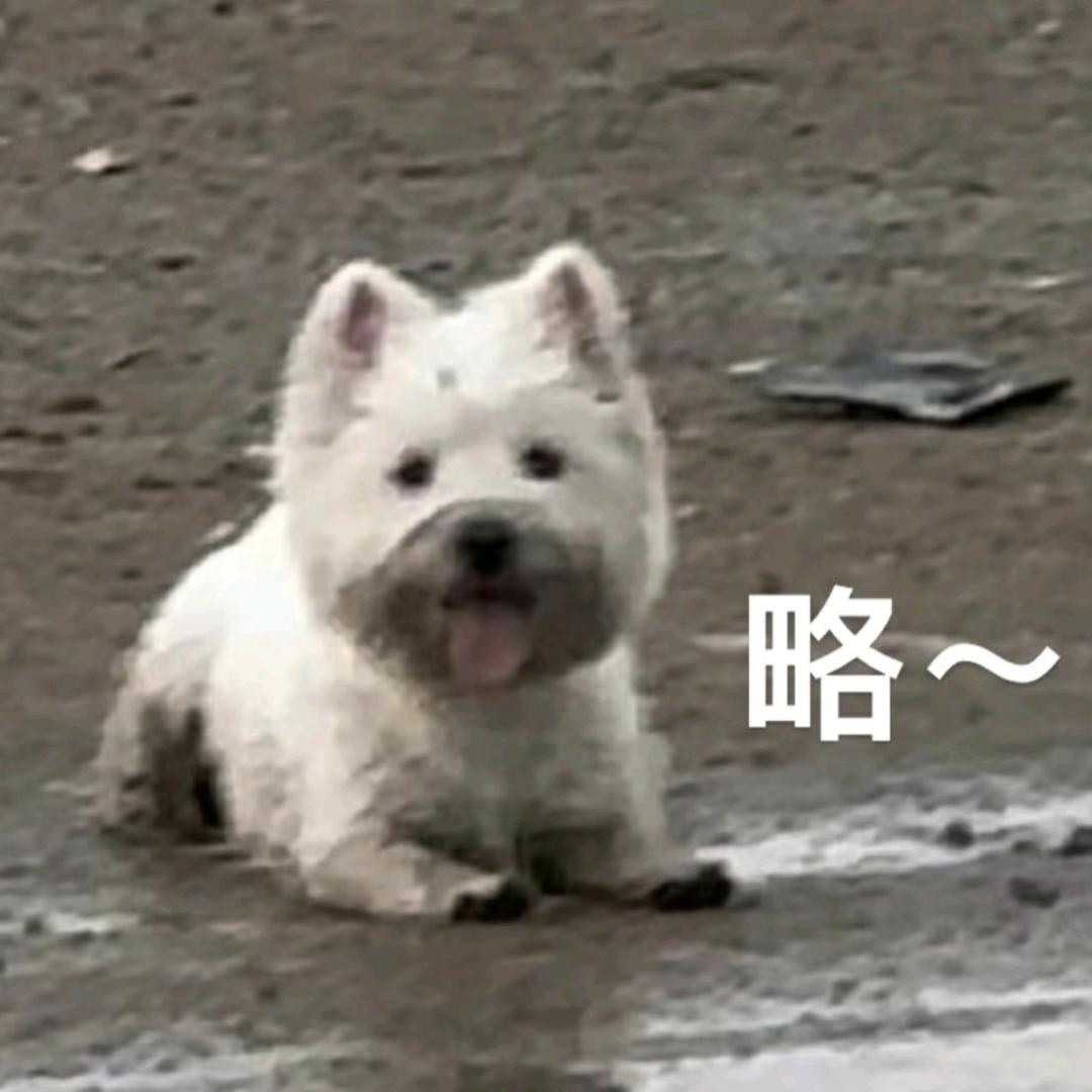 什造是个小可爱