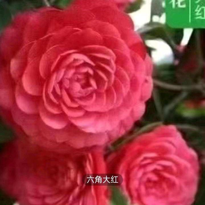 入骨≈相思A无人ok懂👌