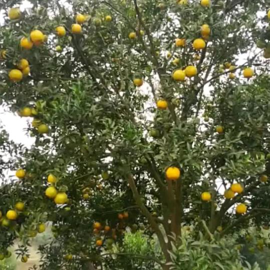 泰尔康生态水果