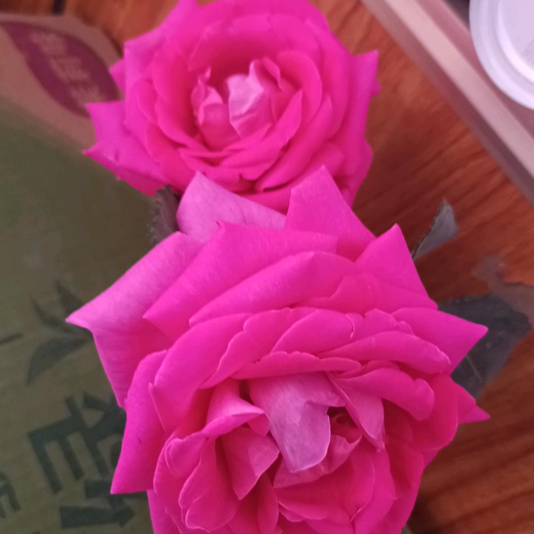 快乐的70狗🐶有关必回（613）