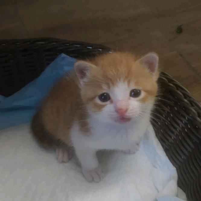 油油（商品橱窗👇）