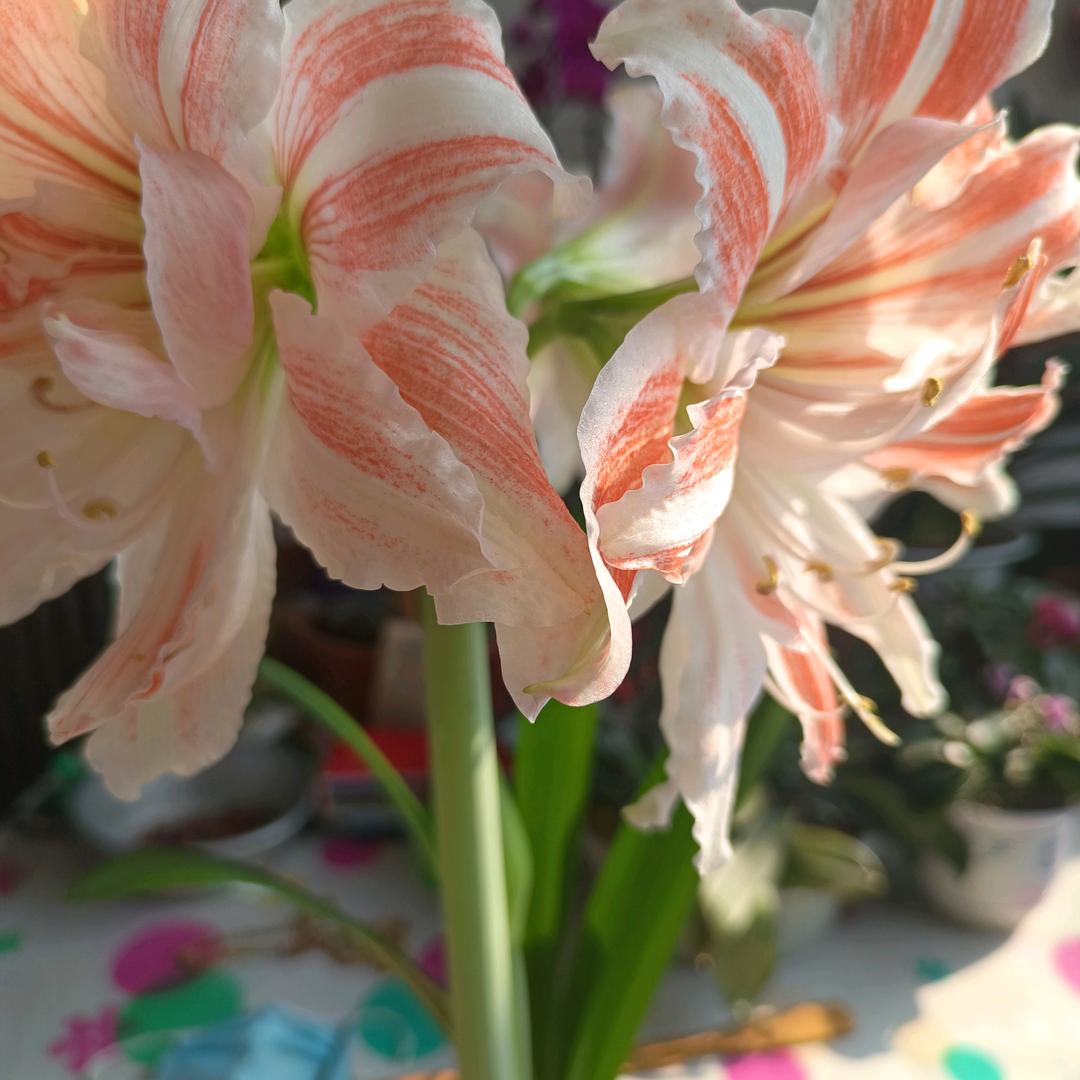 一顺百顺事事顺