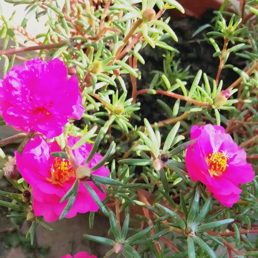 青苹果🌸🌸
