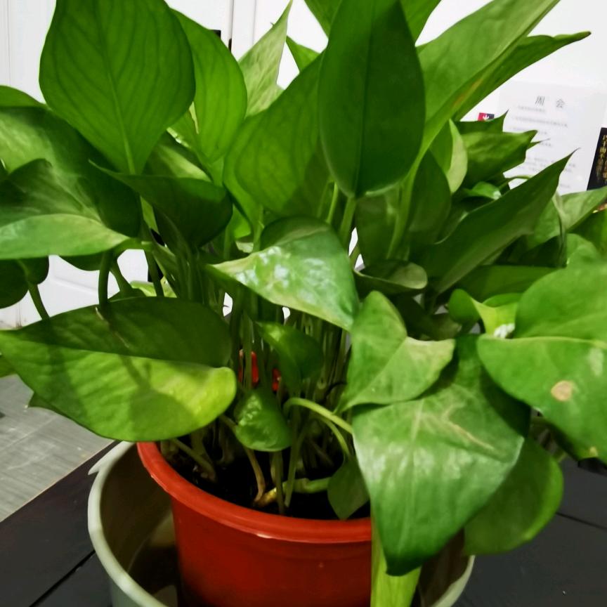 陌阳优选