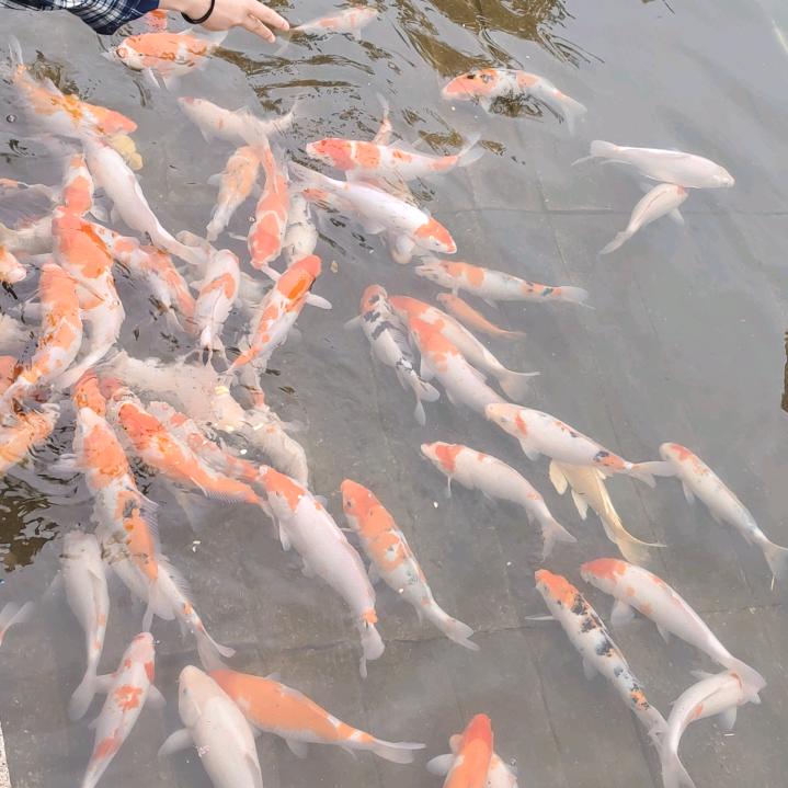 漂酿麻麻