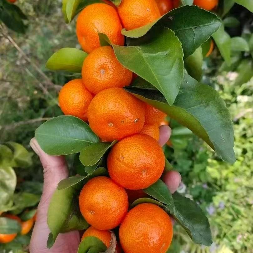 水果代办小陈