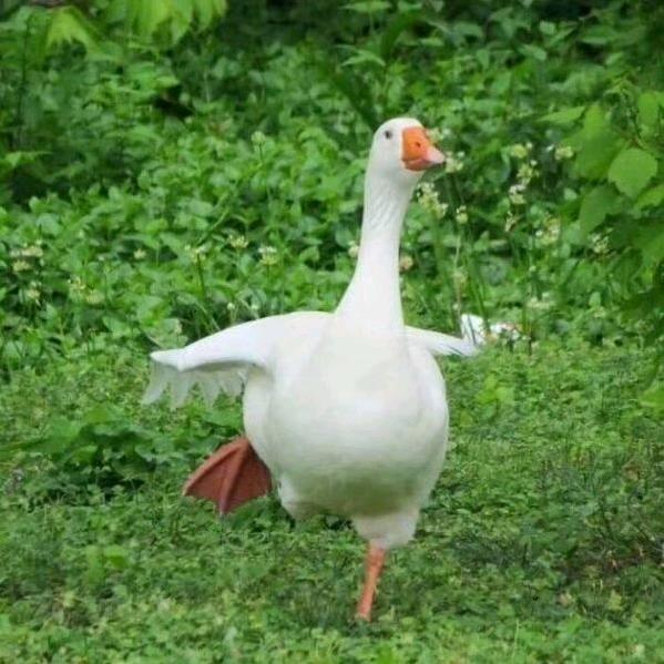 哟嘿